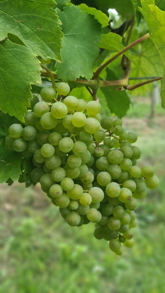 view from a #vineyard in krems valley 🍇☀️

We love our work! 💚✂️
#workwithaview 👀

#chooseJUZZZ #JUZZZ #startup #austria #young #verjus #wine #drinks #wineglas #winery #regional
